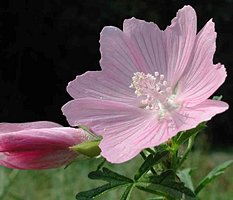 Malva alcea