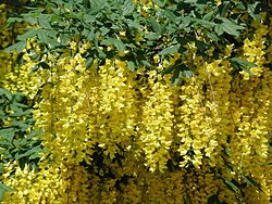 Laburnum anagyroides (złotokap pospolity)