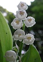 Convallaria majalis