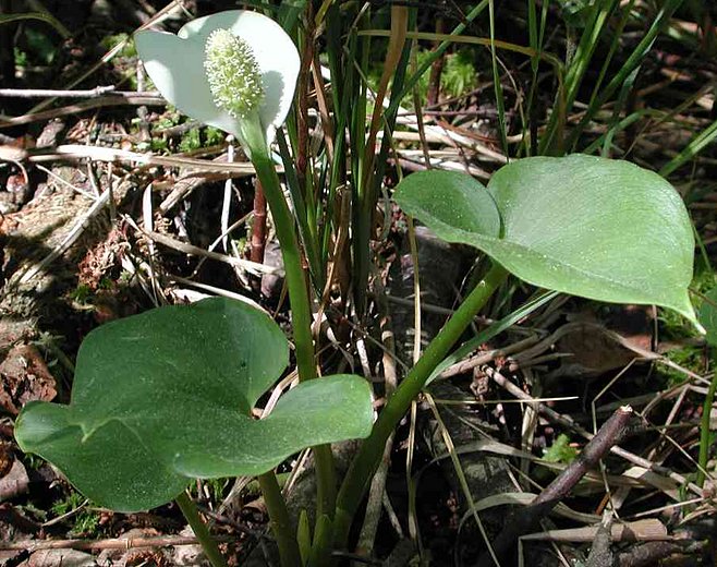 Calla palustris