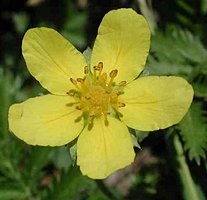 Potentilla anserina