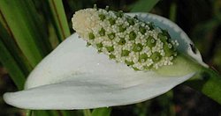 Calla palustris