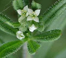 Galium aparine