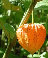 Physalis alkekengi