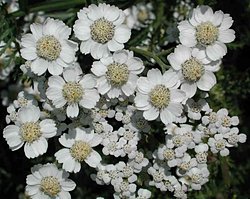 Achillea ptarmica 