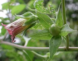 Atropa bella-donna