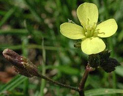 Diplotaxis muralis