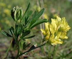 Medicago falcata