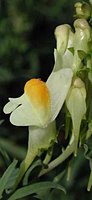 Linaria vulgaris (lnica pospolita)