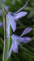 Scilla sibirica