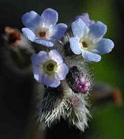 Myosotis stricta