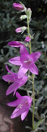 Campanula rapunculoides