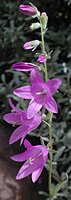 Campanula rapunculoides