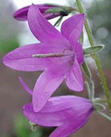 Campanula rapunculoides