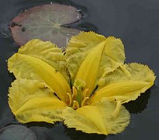 Nymphoides peltata 