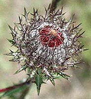 Carlina vulgaris