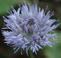 Jasione montana