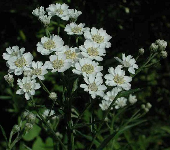 Achillea ptarmica 