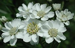 Achillea ptarmica 