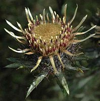 Carlina vulgaris