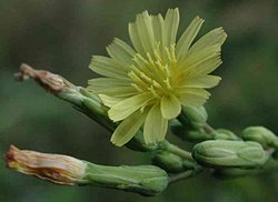 Lactuca serriola