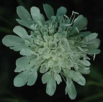 Scabiosa ochroleuca