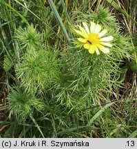 Adonis vernalis