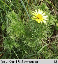 Adonis vernalis