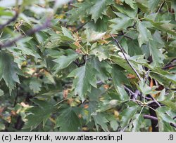 Sorbus torminalis (jarząb brekinia)