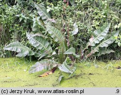 Rumex hydrolapathum (szczaw lancetowaty)