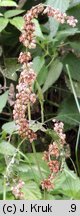 Rumex hydrolapathum (szczaw lancetowaty)