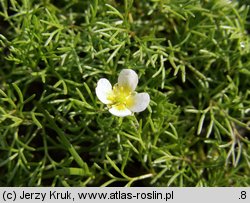 Ranunculus trichophyllus