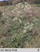 Anthriscus sylvestris (trybula leśna)