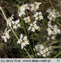 Anthriscus sylvestris (trybula leśna)