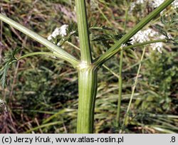 Anthriscus sylvestris (trybula leśna)