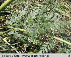 Anthriscus sylvestris (trybula leśna)