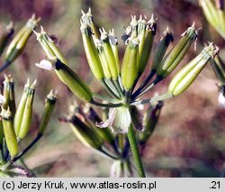 Anthriscus sylvestris (trybula leśna)