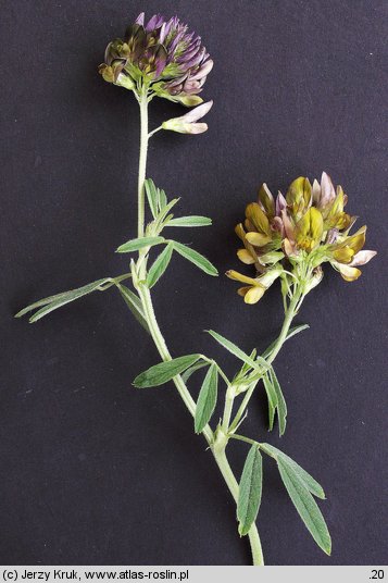 Medicago ×varia (lucerna pośrednia)