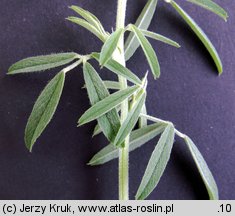 Medicago ×varia (lucerna pośrednia)