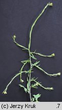 Sisymbrium officinale (stulisz lekarski)