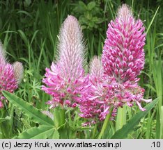 Trifolium rubens