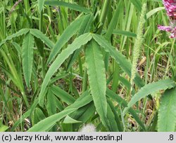 Trifolium rubens