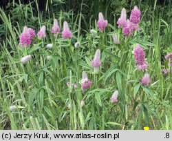 Trifolium rubens