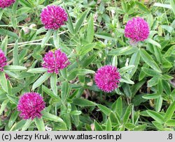 Trifolium alpestre (koniczyna dwukłosowa)