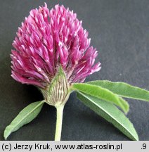 Trifolium alpestre (koniczyna dwukłosowa)