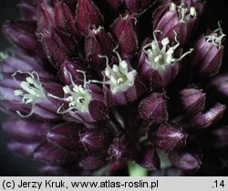 Allium rotundum (czosnek kulisty)