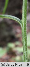 Campanula persicifolia (dzwonek brzoskwiniolistny)