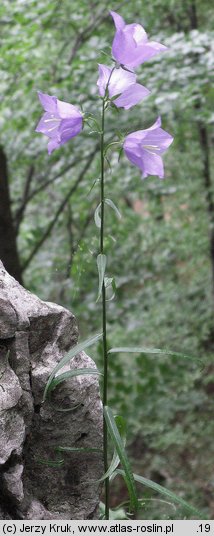 Campanula persicifolia (dzwonek brzoskwiniolistny)