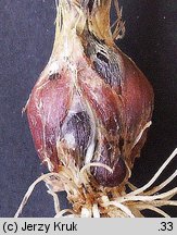 Allium rotundum (czosnek kulisty)