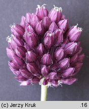 Allium rotundum (czosnek kulisty)